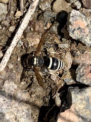 Ancistrocerus waldenii