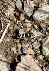 Ancistrocerus waldenii