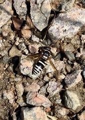 Ancistrocerus waldenii