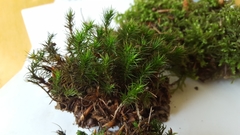 Polytrichum formosum