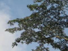 Pseudosamanea carbonaria