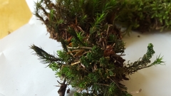 Polytrichum formosum