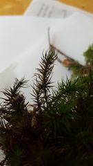 Polytrichum formosum