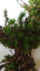 Polytrichum formosum