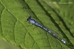 Enallagma laterale