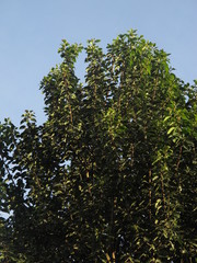 Alchornea