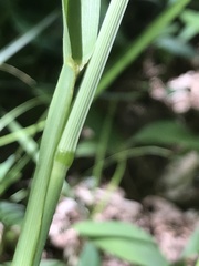 Poa chaixii