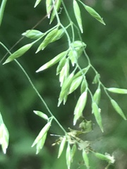 Poa chaixii