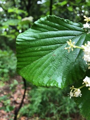 Viburnum dilatatum