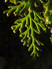 Asplenium theciferum