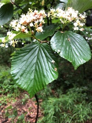 Viburnum dilatatum