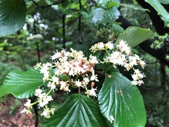 Viburnum dilatatum