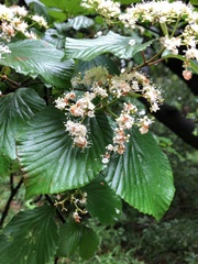 Viburnum dilatatum