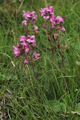 Pedicularis gyroflexa