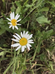 Leucanthemum ircutianum