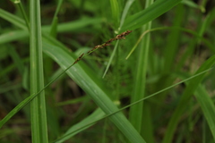 Carex appropinquata