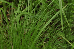 Carex appropinquata