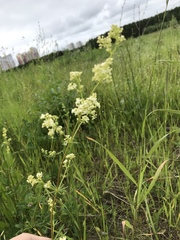 Galium mollugo