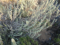 Eriocephalus racemosus racemosus