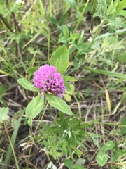 Trifolium pratense