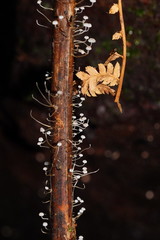 Mycena albidocapillaris