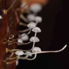 Mycena albidocapillaris
