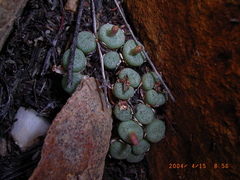 Conophytum truncatum