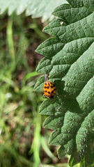 Harmonia axyridis