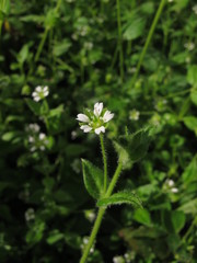 Stellaria ovata
