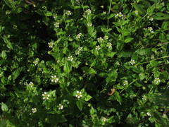 Stellaria ovata