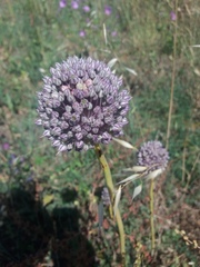 Allium