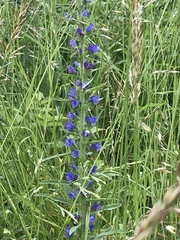 Echium vulgare