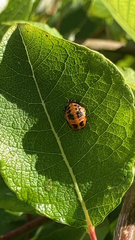 Coccinellidae