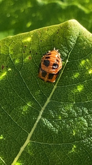 Coccinellidae