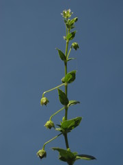 Stellaria ovata