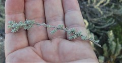 Eriocephalus racemosus racemosus