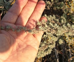 Eriocephalus racemosus racemosus