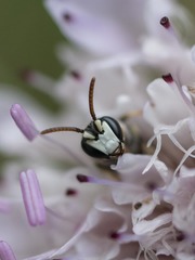 Hylaeus variegatus