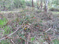Rubus leucostachys
