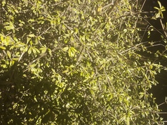 Olearia bullata