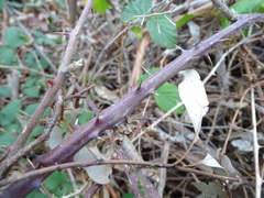 Rubus leucostachys
