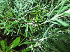 Andromeda polifolia glaucophylla