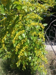 Paliurus spina-christi