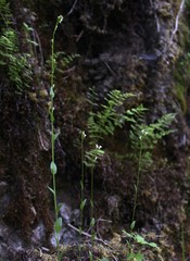 Arabis sagittata borealis