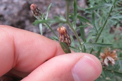 Centaurea micrantha