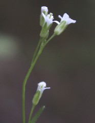 Arabis sagittata borealis