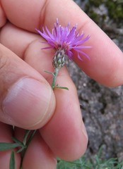 Centaurea micrantha