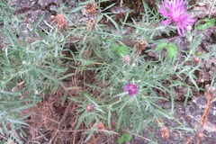 Centaurea micrantha