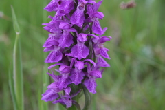 Dactylorhiza majalis
