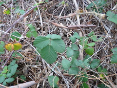 Rubus leucostachys